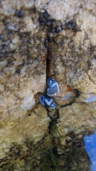 Echinolittorina peruviana