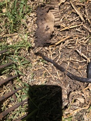 Cacophis squamulosus