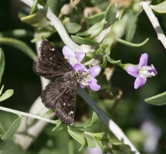 Hesperopsis alpheus
