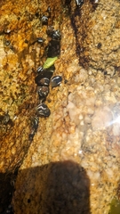 Echinolittorina peruviana