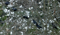 Corvus brachyrhynchos
