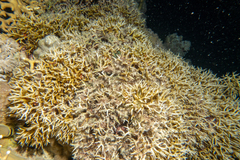 Seriatopora hystrix
