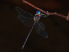 Pseudocordulia circularis