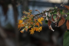 Sinclairia glabra