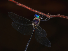 Pseudocordulia circularis