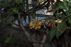 Sinclairia glabra
