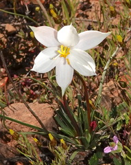 Cyanella alba alba