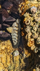 Chiton granosus