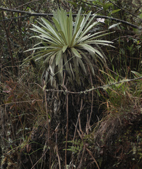 Espeletia