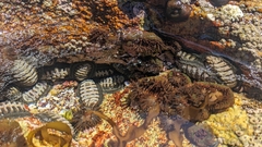 Chiton granosus