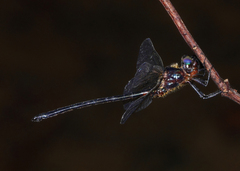 Pseudocordulia circularis