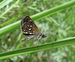 Piruna aea