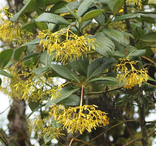 Palicourea paniculata, photograph 4