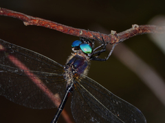 Pseudocordulia circularis