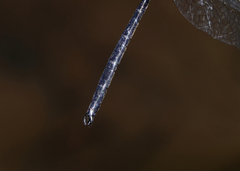 Pseudocordulia circularis