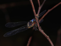 Pseudocordulia circularis