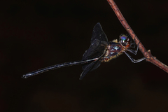 Pseudocordulia circularis