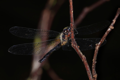 Pseudocordulia circularis