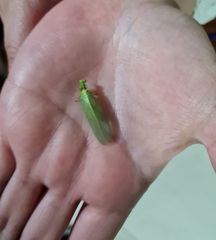 Drepanicus chrysopinus