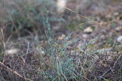 Thamnosma texana