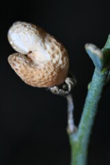 Thamnosma texana