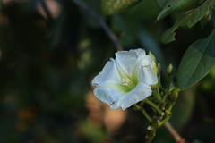Ipomoea intrapilosa