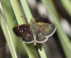 Piruna aea