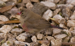 Red-Billed Firefinch photo 4