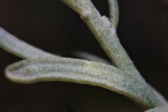 Thamnosma texana