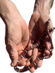 Lampropeltis annulata