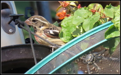 Pheucticus ludovicianus