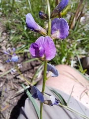 Glycine tabacina
