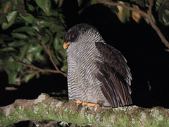 Strix nigrolineata