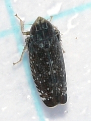Scaphytopius frontalis