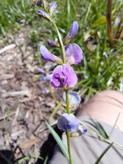 Glycine tabacina