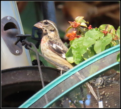 Pheucticus ludovicianus