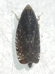 Scaphytopius frontalis