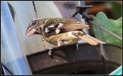 Pheucticus ludovicianus