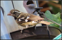 Pheucticus ludovicianus