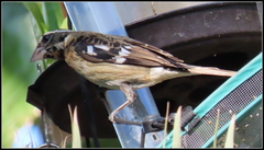 Pheucticus ludovicianus