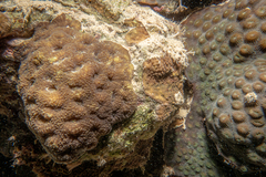Acanthastrea