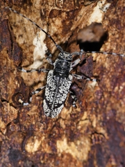Disterna canosa