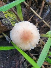 Cystolepiota