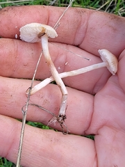 Cystolepiota