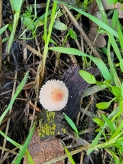 Cystolepiota