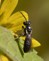 Lasioglossum fuscipenne