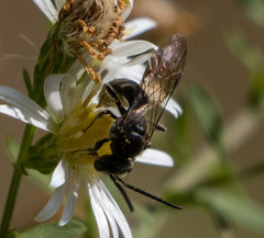 Lasioglossum fuscipenne