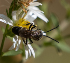 Lasioglossum fuscipenne