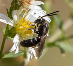 Lasioglossum fuscipenne