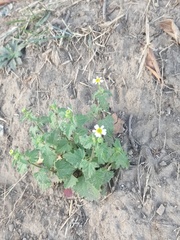 Perityle microglossa